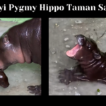 Felix, Bayi Pygmy Hippo Taman Safari Bali, Lahir Sebelum Fenomena Moo Deng Muncul